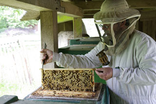 Tag der Honigbiene